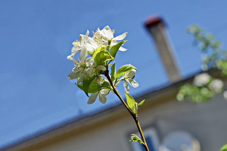 Flowering branch of apple tree on a background of blue skyの写真素材