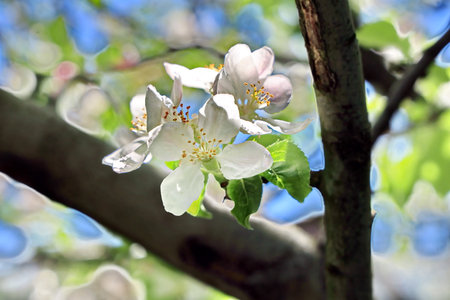 Apple tree blossoms in spring, close up, selective focusの写真素材
