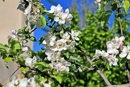 Apple blossom in spring, close-up of white flowers.の写真素材