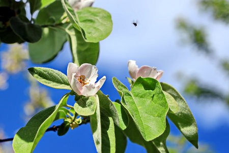 Flowering branch of an apple tree in spring against the blue skyの写真素材