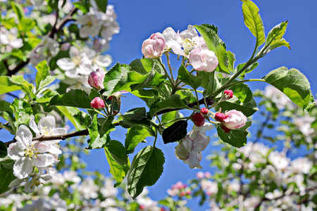 Apple tree blossoms in spring, close-up against blue skyの写真素材
