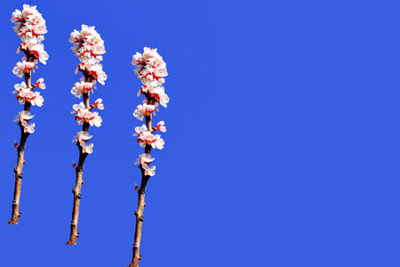 spring of flowers on a tree, white flowers on a blue backgroundの写真素材