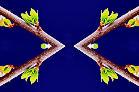 branch of a tree with green leaves on a blue background.の写真素材