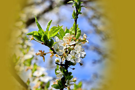 Blossoming branch of cherry on a background of the blue skyの写真素材