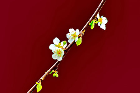 cherry blossom on a branch on a dark red background.の写真素材