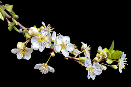 cherry blossom isolated on black background. macro. studio shotの写真素材