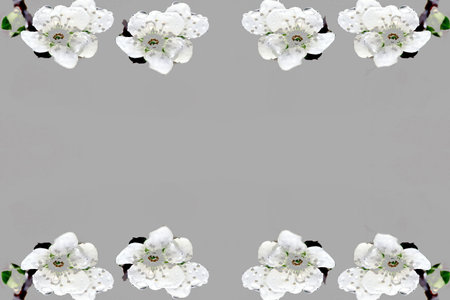 White flowers of apricot on a gray background. Place for text.の写真素材