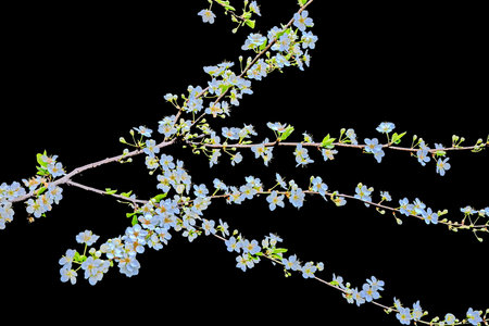 cherry blossom isolated on black background. cherry flowers isolated on black backgroundの写真素材