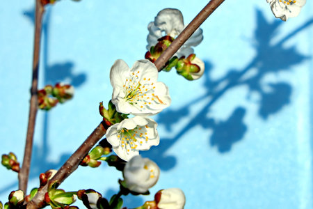 Spring flowering of fruit trees, white flowers on a blue background.の写真素材