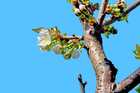 blossoming branch of a cherry tree on a blue sky backgroundの写真素材