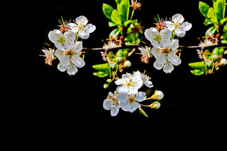 White flowers on a branch of a blossoming cherry on a black backgroundの写真素材