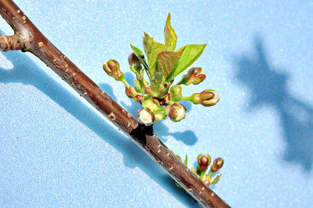 cherry blossom on a tree branch on a blue background.の写真素材
