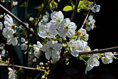 cherry blossom in spring, close-up, white flowersの写真素材