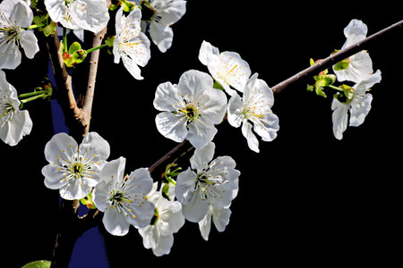 White flowers of cherry blossoms on a branch on a black backgroundの写真素材