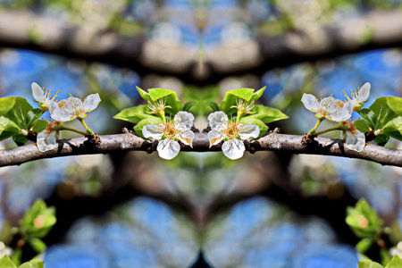 cherry blossom on a tree branch against the blue sky in springの写真素材