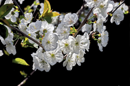 Beautiful white flowers on a branch of a blossoming tree on a black backgroundの写真素材