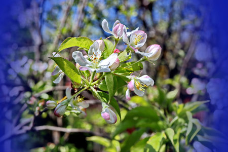 Blooming apple tree in the spring garden on a sunny day.の写真素材