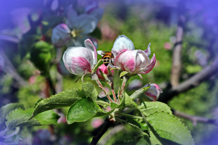 A ladybug on a flower of an apple tree in spring.の写真素材