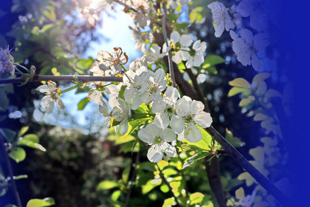 Spring flowering of fruit trees. White flowers on the branches of a blossoming tree.の写真素材
