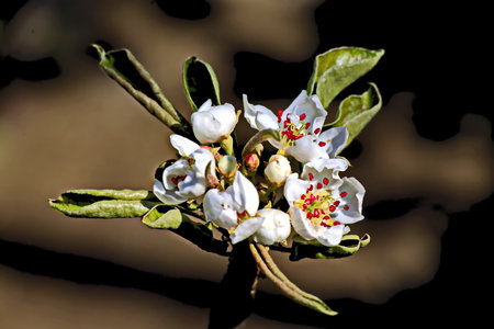 Blossoming branch of a tree with white flowers on a black backgroundの写真素材