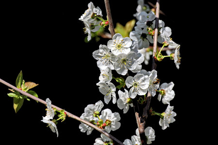 cherry blossom on a black background, closeup of photoの写真素材