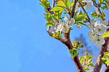 spring flowers on a tree, white flowers on a blue sky backgroundの写真素材
