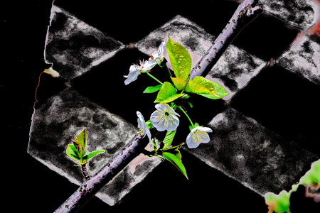 cherry blossoms on a black background. cherry blossoms in springの写真素材