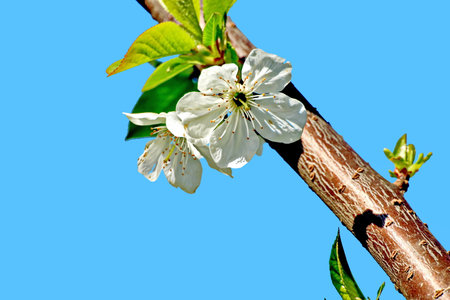 blossoming branch of cherry on a background of the blue skyの写真素材