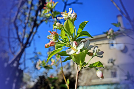 Blossoming branch of apple tree on a background of blue skyの写真素材