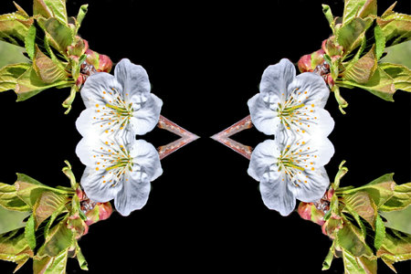Flowering branch of cherry on a black background. floral patternの写真素材