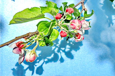 Apple tree branch with pink flowers and green leaves on a blue backgroundの写真素材