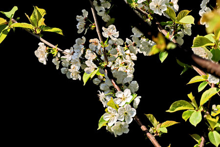 White cherry blossoms on a black background. Flowering branch.の写真素材