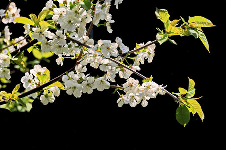 Flowers on the branches of a blossoming tree on a black backgroundの写真素材