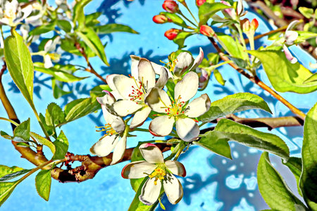 Flowering branch of an apple tree on a background of blue skyの写真素材