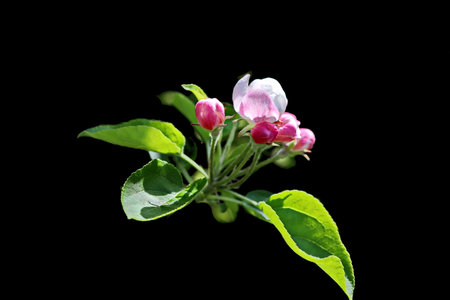 Close up of apple blossom isolated on black background with copy spaceの写真素材