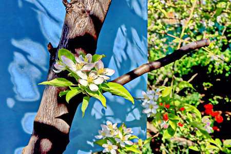 blossoming apple tree in spring on a sunny day close-upの写真素材