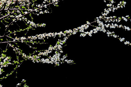 cherry blossom isolated on black background with space for your textの写真素材