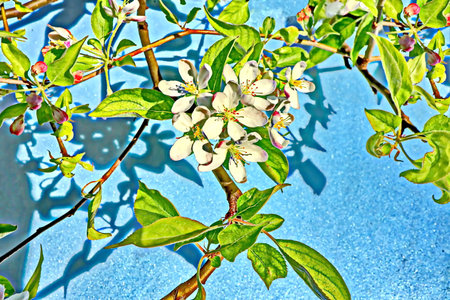 Flowering branch of apple tree on a background of blue skyの写真素材