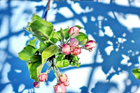 Branch of blossoming apple tree with pink flowers on blue backgroundの写真素材