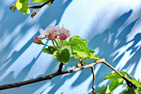 Flowering branch of an apple tree on a blue background.の写真素材
