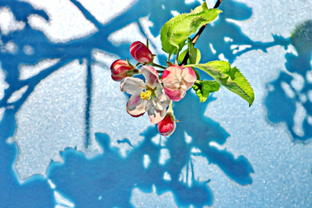 blooming apple tree branch on a blue background, the concept of springの写真素材