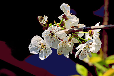 cherry blossom on a black background, closeup of photoの写真素材