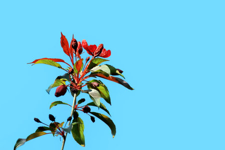 Red flowers of an apple tree on a background of blue sky.の写真素材