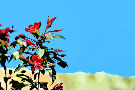 Red flowers of apple tree on blue sky background. copyspace.の写真素材