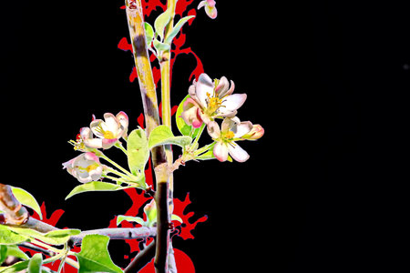 Flowering branch of an apple tree on a black background.の写真素材