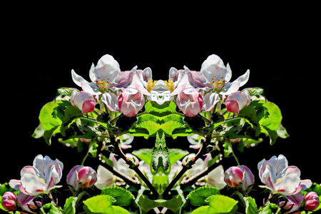 Flowering branch of apple tree on a black background close-upの写真素材
