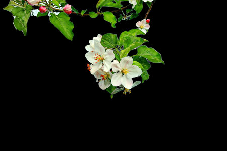 apple blossom isolated on black background with copy space for your textの写真素材
