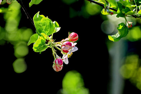 Blossoming branch of apple tree on a background of green leavesの写真素材