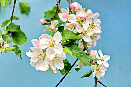 Apple tree blossom in spring, close-up on blue backgroundの写真素材