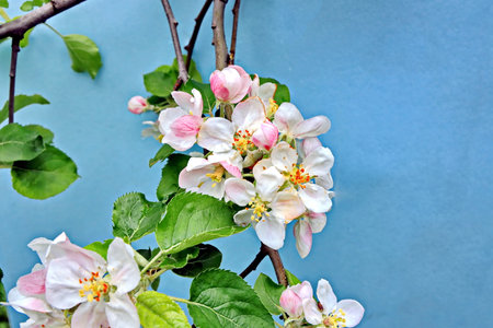 Blossoming branch of apple tree with pink flowers on blue backgroundの写真素材
